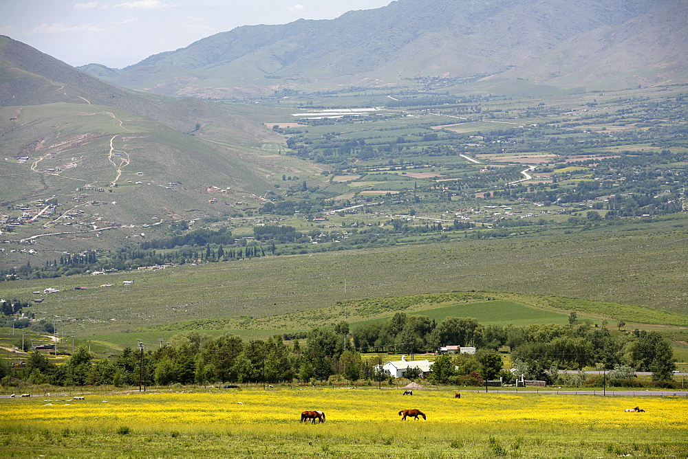 Horses in a field near Tafi del Valle, Salta Province, Argentina, South America 