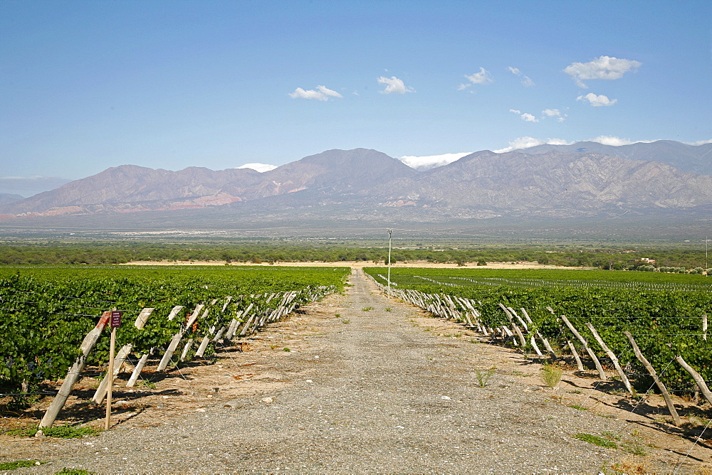 Vineyards in Cafayate, Valles Calchaquies, Salta Province, Argentina, South America 