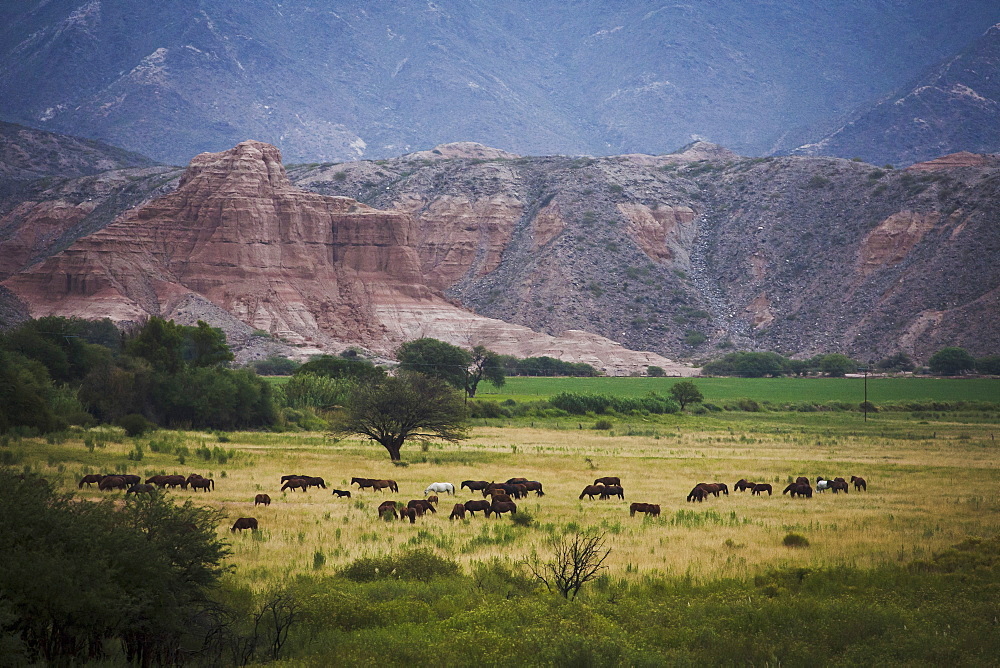 Landscape in Valles Calchaquies on the road between Cafayate and Cachi, Salta Province, Argentina, South America 