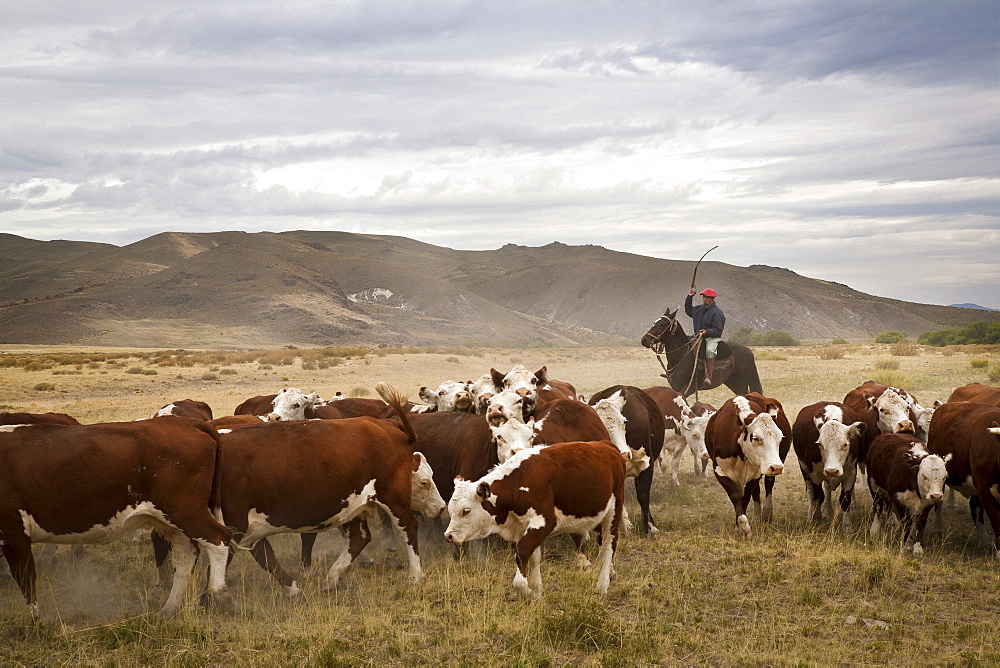 Gauchos with cattle at the Huechahue Estancia, Patagonia, Argentina, South America 