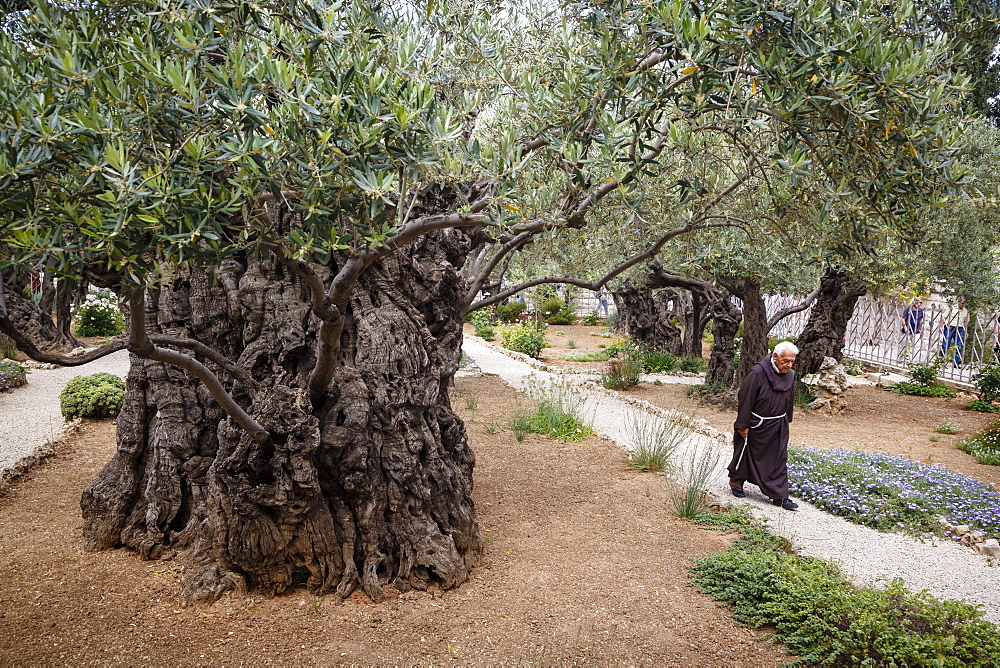 Olive trees in the Garden of Gethsemane, Jerusalem, Israel, Middle East 