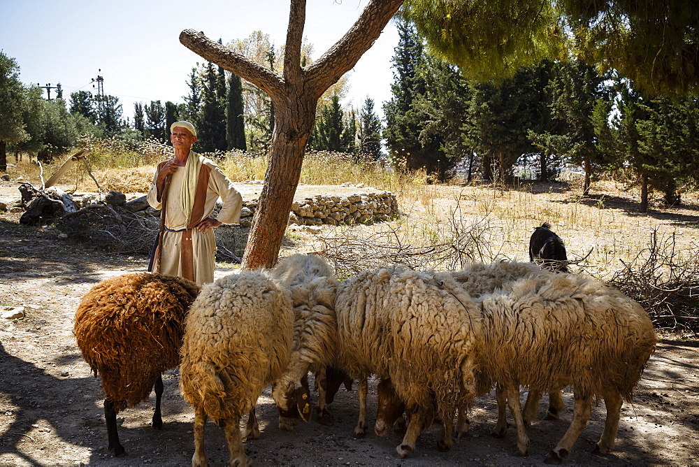 Nazareth Village, recreating Nazareth in the time of Jesus, Nazareth, Lower Galilee region, Israel, Middle East