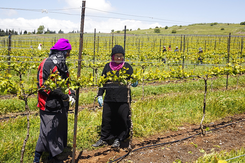 People working at a vineyard in the Golan Heights, Israel, Middle East