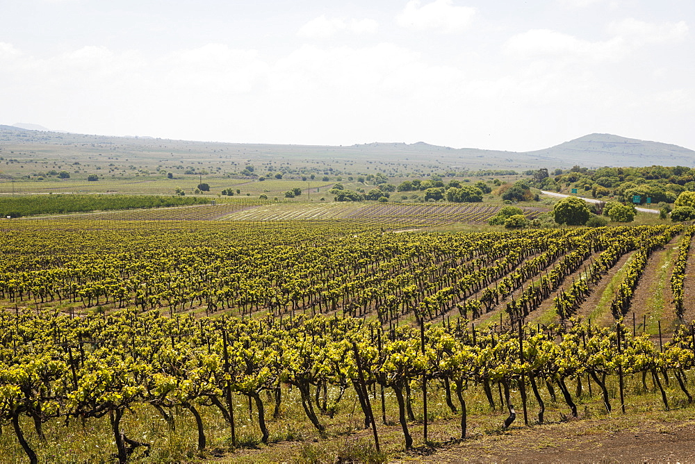 Vineyard in the Golan Heights, Israel, Middle East 