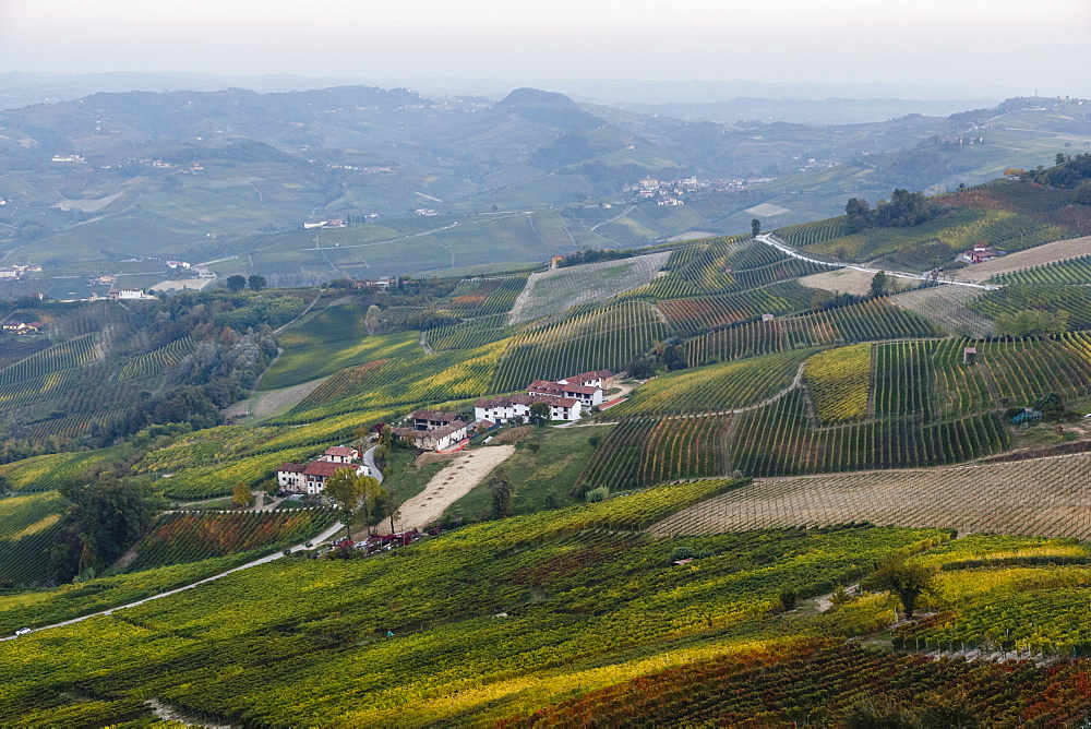 Vineyards near La Morra, Langhe, Cuneo district, Piedmont, Italy, Europe