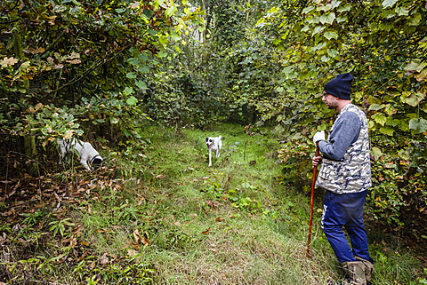 Truffle hunter with his dogs, Langhe, Cueno, Piedmont, Italy, Europe