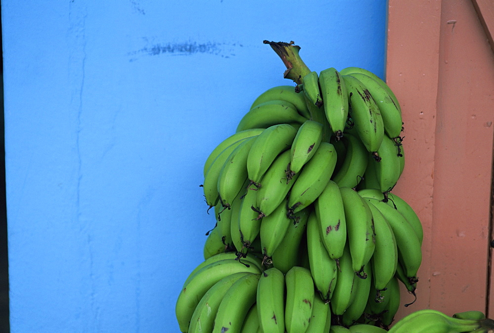 Unripened bananas, island of Tobago, West Indies, Caribbean, Central America