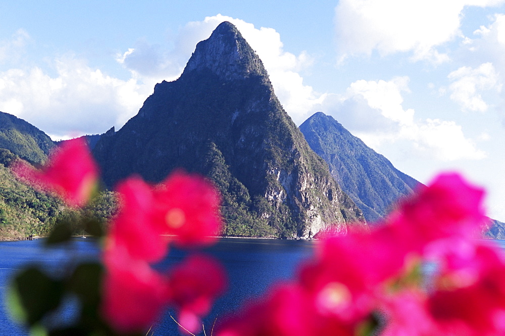 View of the Pitons volcanic mountains, with bougainvillea flowers in foreground, St. Lucia, Windward Islands, West Indies, Caribbean, Central America