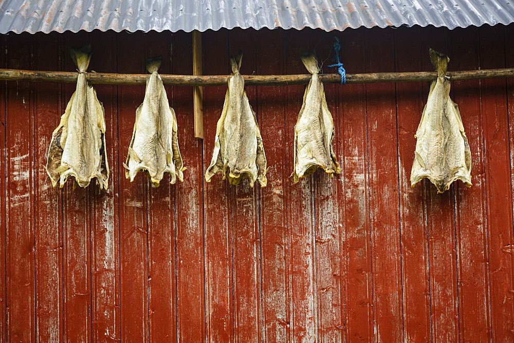 Cod drying on a house facade, Lofoten Islands, Arctic, Norway, Scandinavia, Europe