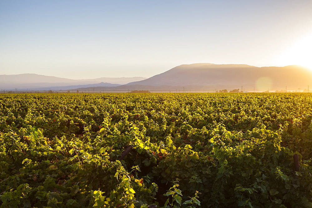 Vineyards in San Joaquin Valley, California, United States of America, North America