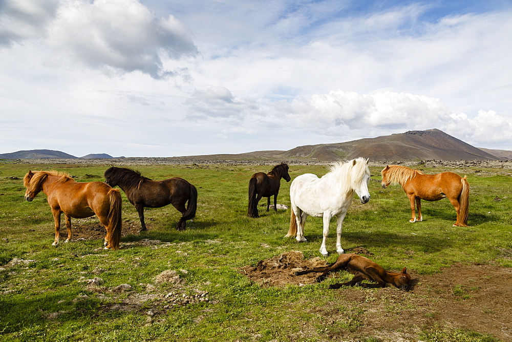 Wild horses, Reykjanes Peninsula, Iceland, Polar Regions