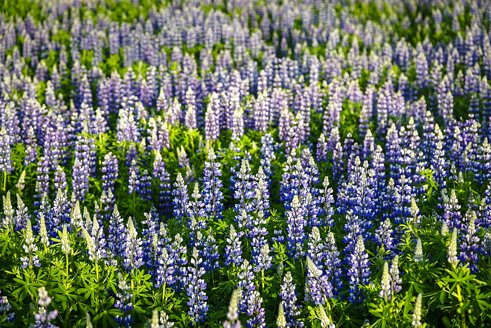 Lupine flowers, Reykjavik, Iceland, Polar Regions