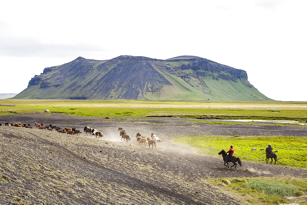 Wild horses running, South Iceland, Iceland, Polar Regions