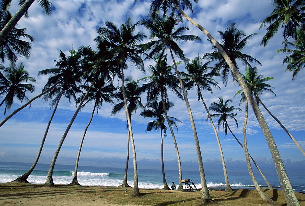 Palm trees between Unawatuna and Weligama, Sri Lanka, Asia