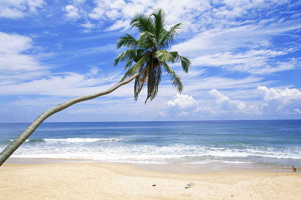 Palm tree, Hikkaduwa beach, Sri Lanka, Indian Ocean, Asia