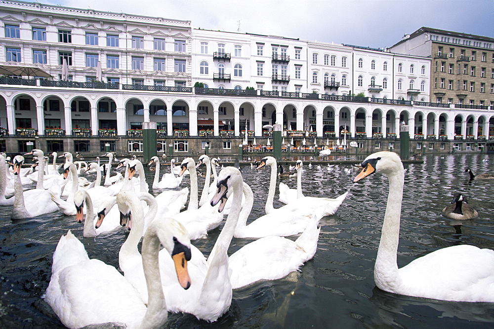 Swans in front of the Alster Arcades in the Altstadt (Old Town), Hamburg, Germany, Europe