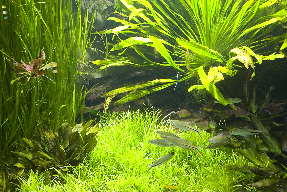 Fish aquarium at Wilhelma Zoo and Botanical Gardens, Stuttgart, Baden Wurttemberg, Germany, Europe