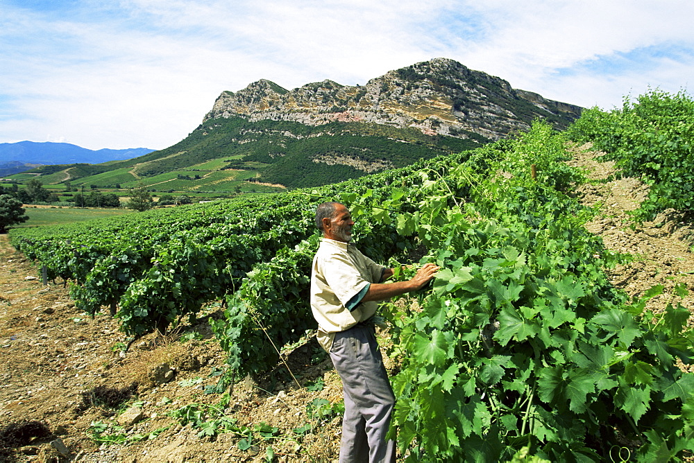 Vineyards, Patrimonio area, Corsica, France, Europe