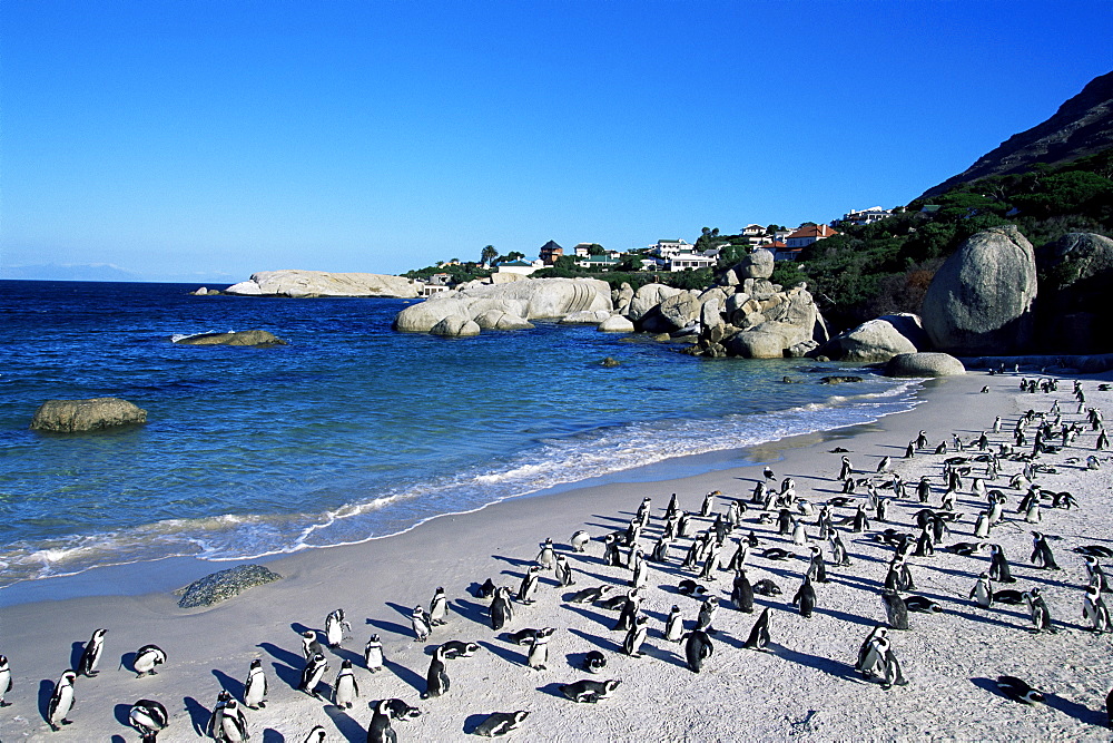 African penguins at Boulder beach in Simon's town, near Cape Town, South Africa, Africa