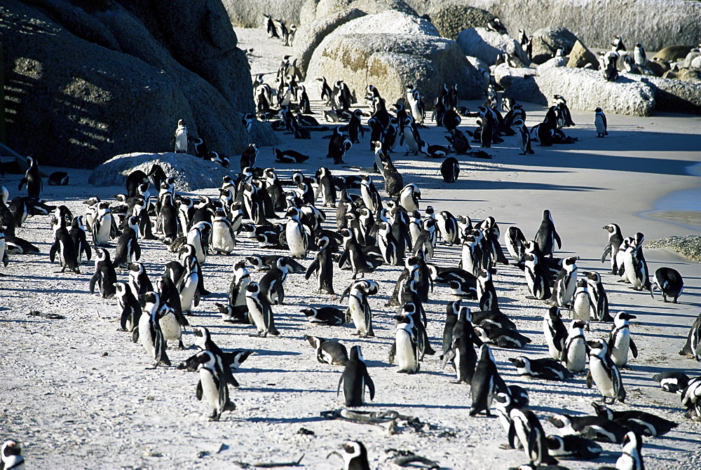 Penguins at Boulder beach in Simon's town, near Cape Town, South Africa, Africa