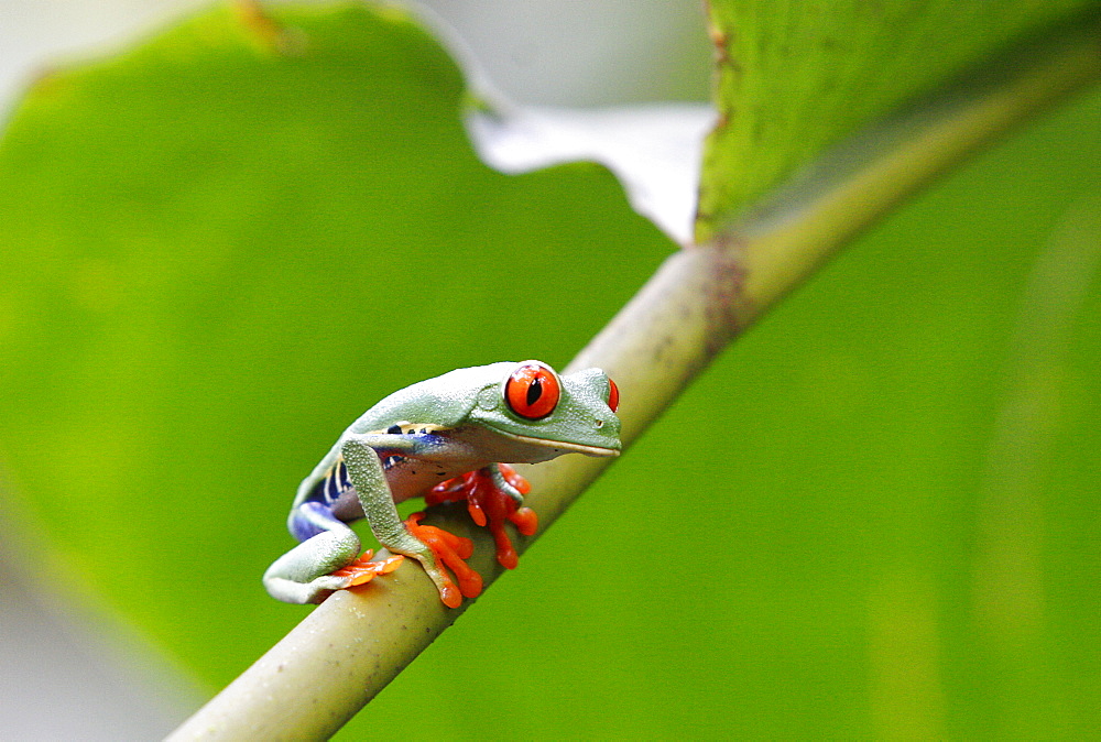 Red eyed tree frog (Agalychnis callidryas), Costa Rica, Central America