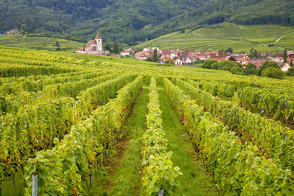 Vineyards and villages along the Wine Route, Alsace, France, Europe