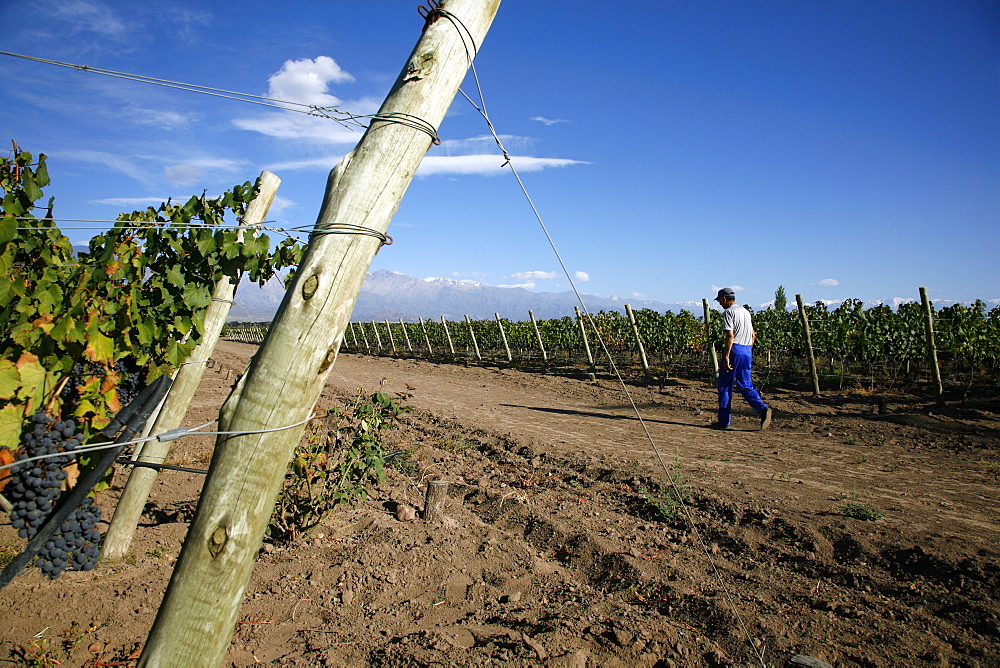 Vineyards and the Andes mountains in Valle de Uco, Mendoza, Argentina, South America