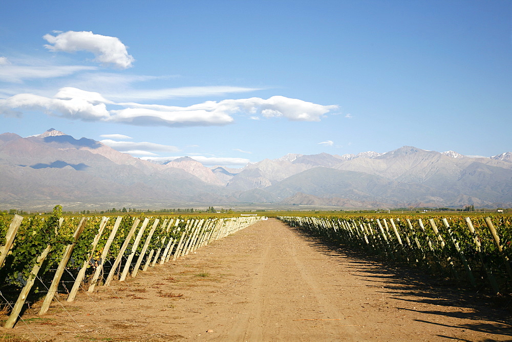 Vineyards and the Andes mountains in Lujan de Cuyo, Mendoza, Argentina, South America