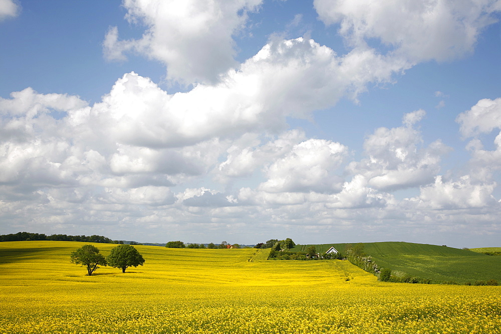 Rape fields, Jutland, Denmark, Scandinavia, Europe