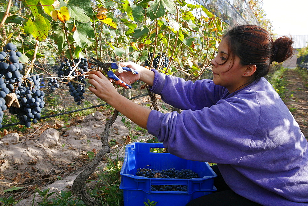 People harvesting grapes at a vineyard in Lujan de Cuyo, Mendoza, Argentina, South America