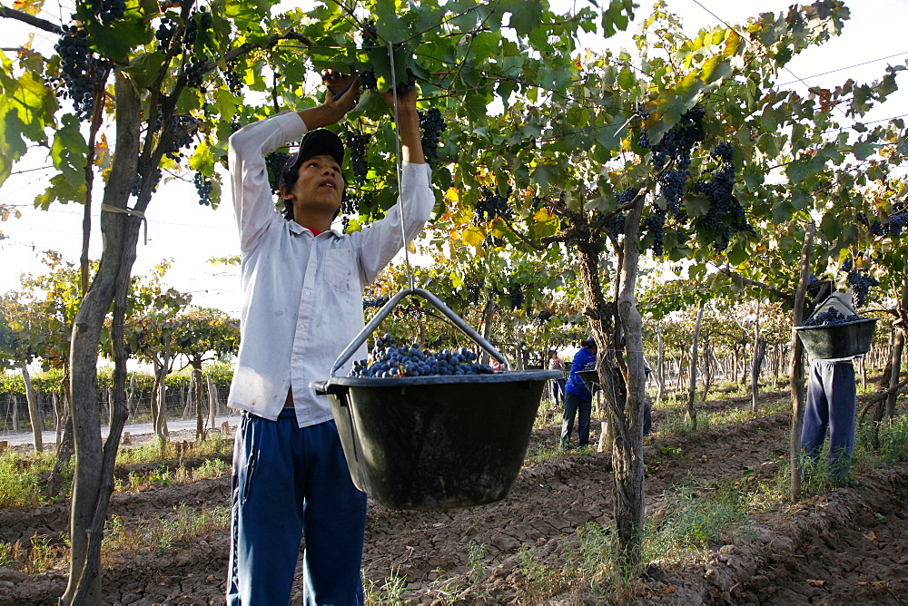 Man working at the vineyard during the harvest time, Mendoza, Argentina, South America