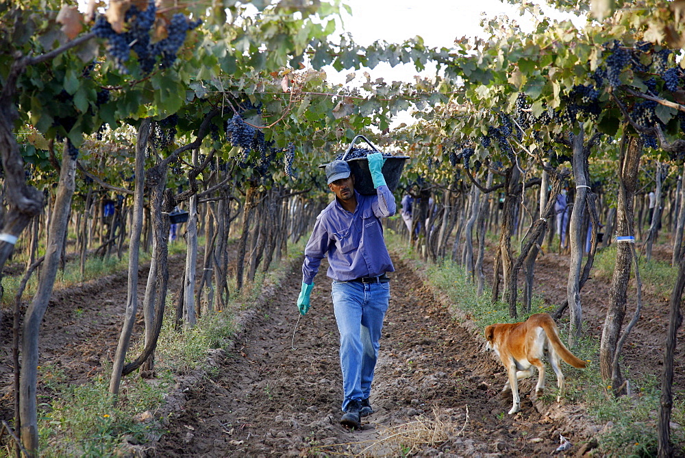 Man working at the vineyard during the harvest time, Mendoza, Argentina, South America