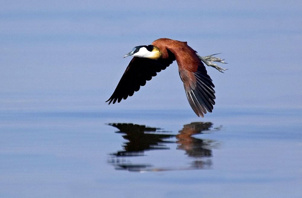 African Jacana in Flight