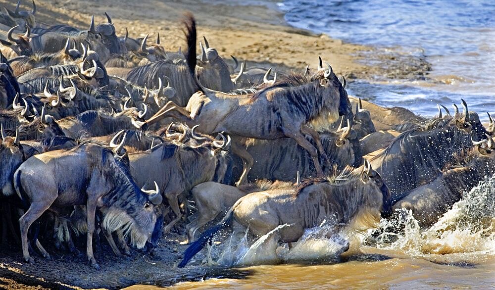 Wildebeest Crossing Mara River