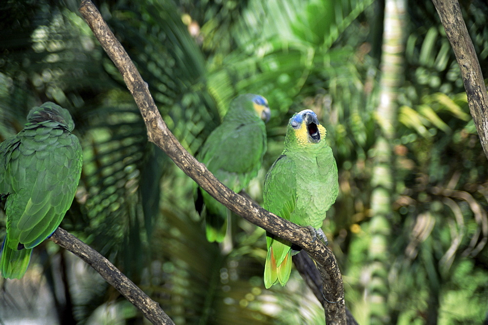 Parrots as house pets at local restaurant, Caripe, Venezuela, South America