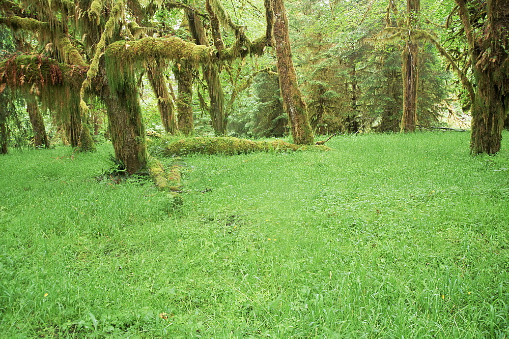 Grass and maple trees in temperate rain forest, Queets River, Olympic National Park, UNESCO World Heritage Site, Washington State, United States of America (U.S.A.), North America