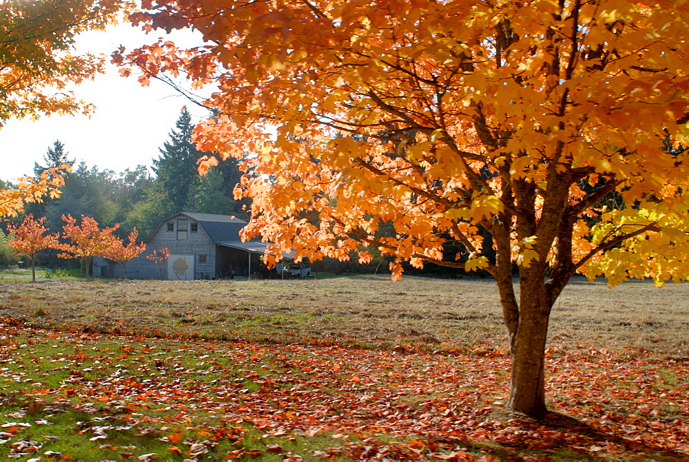 Maple trees in full autumn color and barn in background, Wax Orchard Road, Vashon Island, Washington State, United States of America, North America