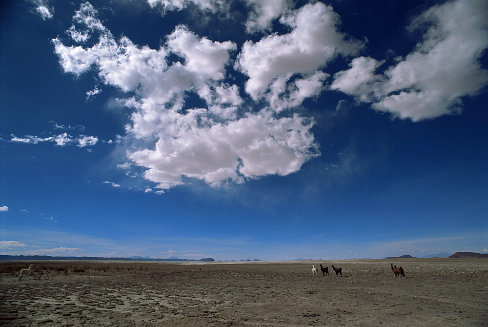 Herd of llama between Uyuni and San Pedro de Atacama, Bolivia, South America