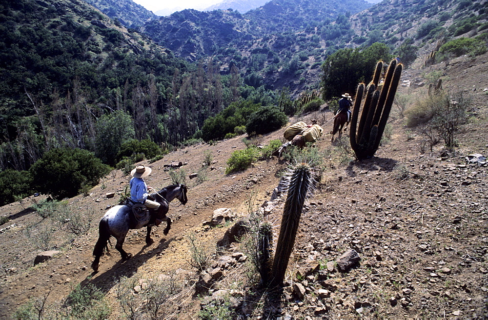 Men on horseback carry supplies to cattle ranch on the outskirts of Santiago, Chile, South America