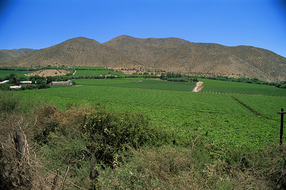 Grape vines in the Valle de Elqui, location of the largest producer of pisco, a grape-like brandy, Chile, South America