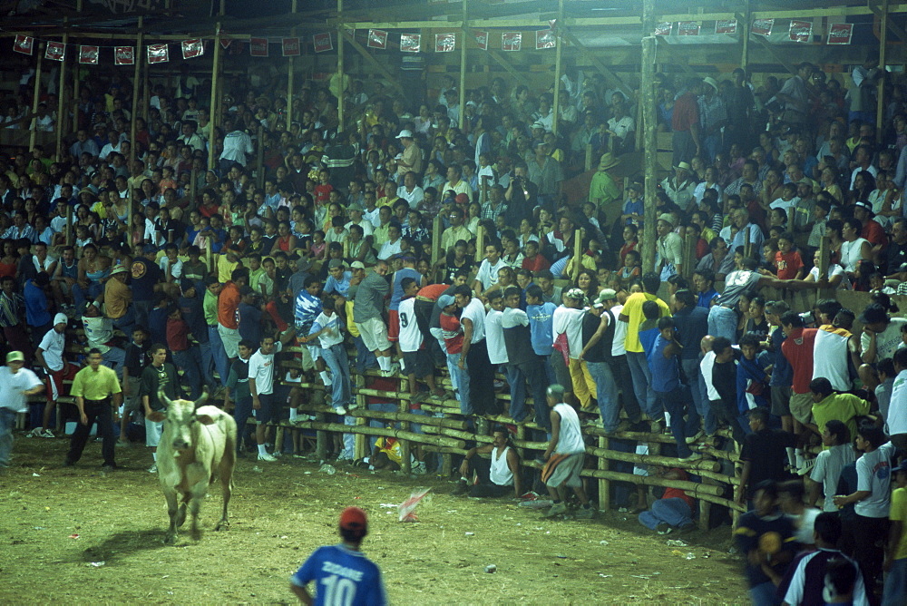 Crowds of Costa Ricans run from mad bull at national fiesta, Santa Cruz bull fights, Costa Rica, Central America