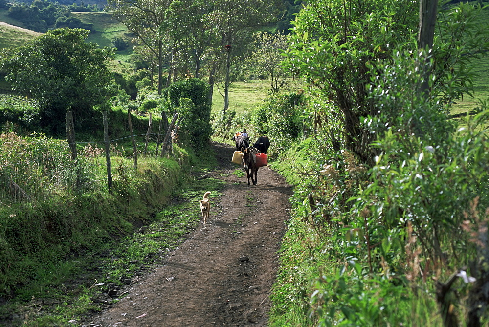 Dog leads the way for donkey and keeper, near Cotopaxi volcano, Ecuador, South America