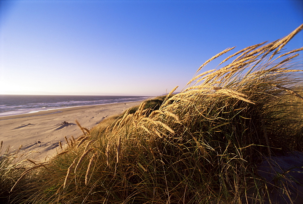 Coos Bay, on the Pacific coast, Oregon, United States of America (U.S.A.), North America