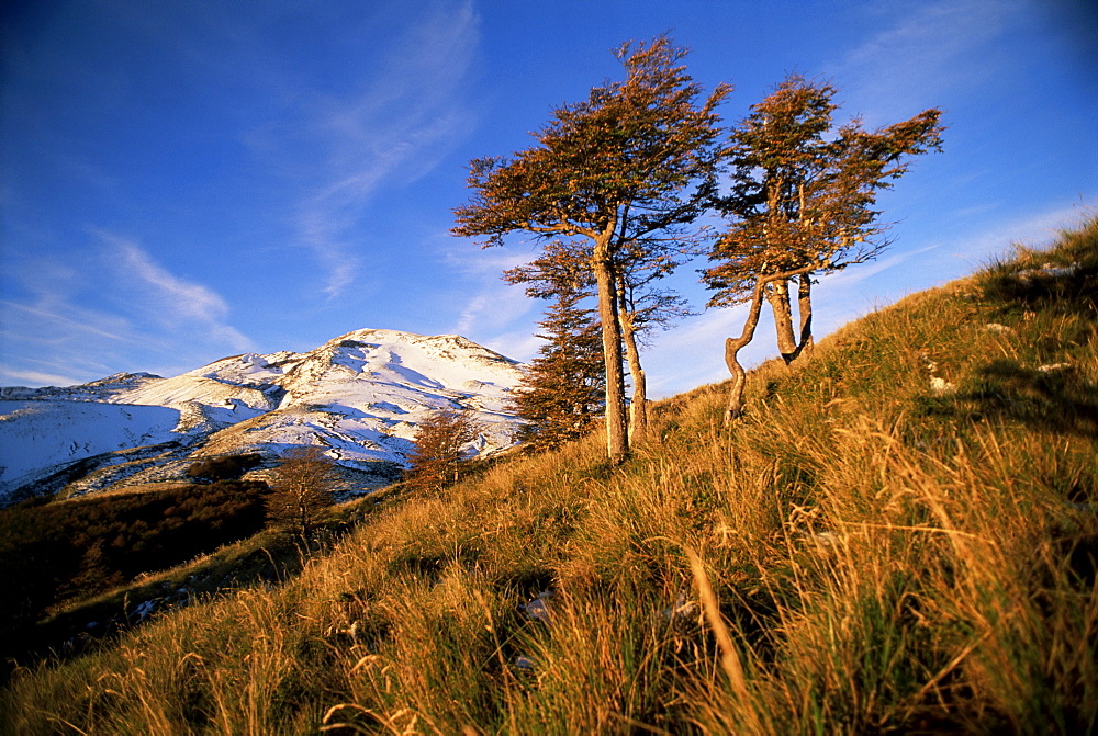 Volcano and wind swept trees, Lake District, Puyehue National Park, southern Chile, Chile, South America