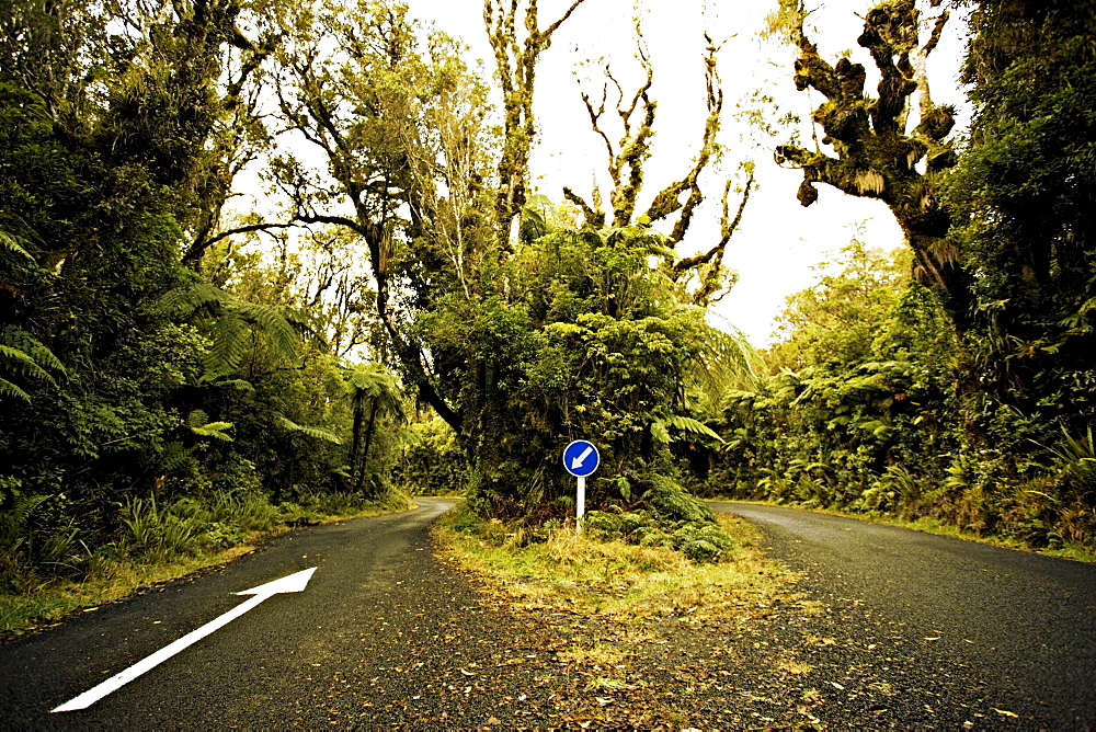 Access road through native bush at Dawson Falls, where woodland is known as the Goblin forest, Egmont National Park, Taranaki, North Island, New Zealand, Pacific