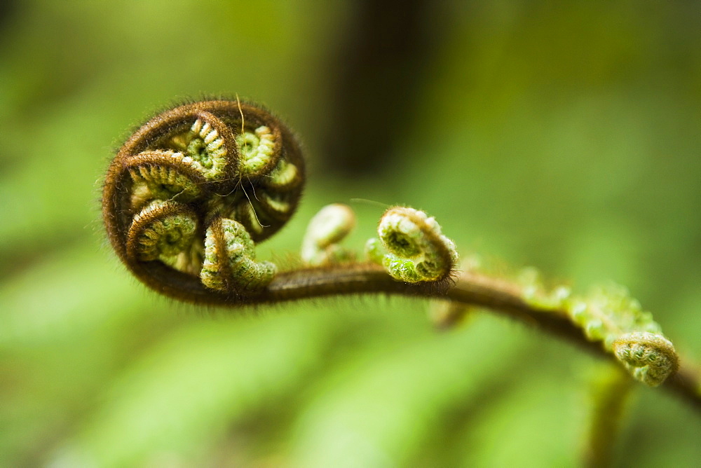 Young frond of fern unfurling, Mount Bruce National Wildlife Centre, Wairarapa, North Island, New Zealand, Pacific