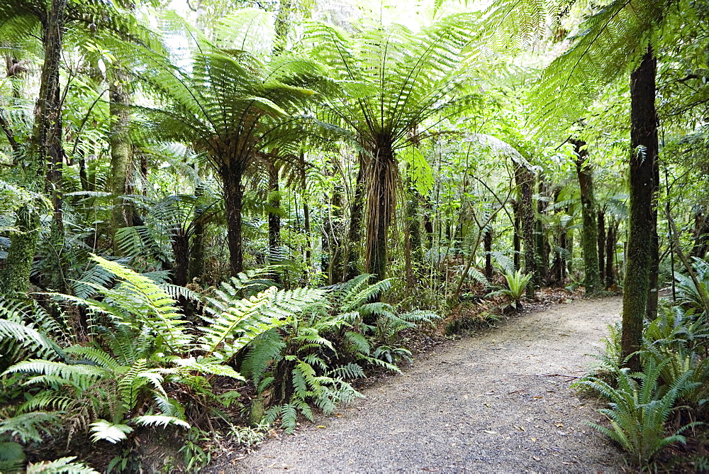 Bush walk, native trees and ferns, Mount Bruce National Wildlife Centre, Wairarapa, North Island, New Zealand, Pacific