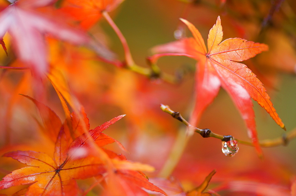 Maple leaves, Kyoto, Kansai (Western Province), Honshu, Japan, Asia