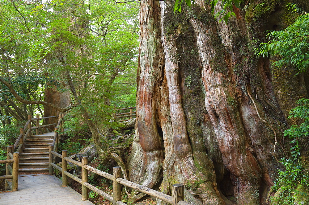 Kigensugi Giant Sugi Cedar tree, estimated to be 3000 years old, Yaku-shima (Yaku Island), Kyushu, Japan, Asia