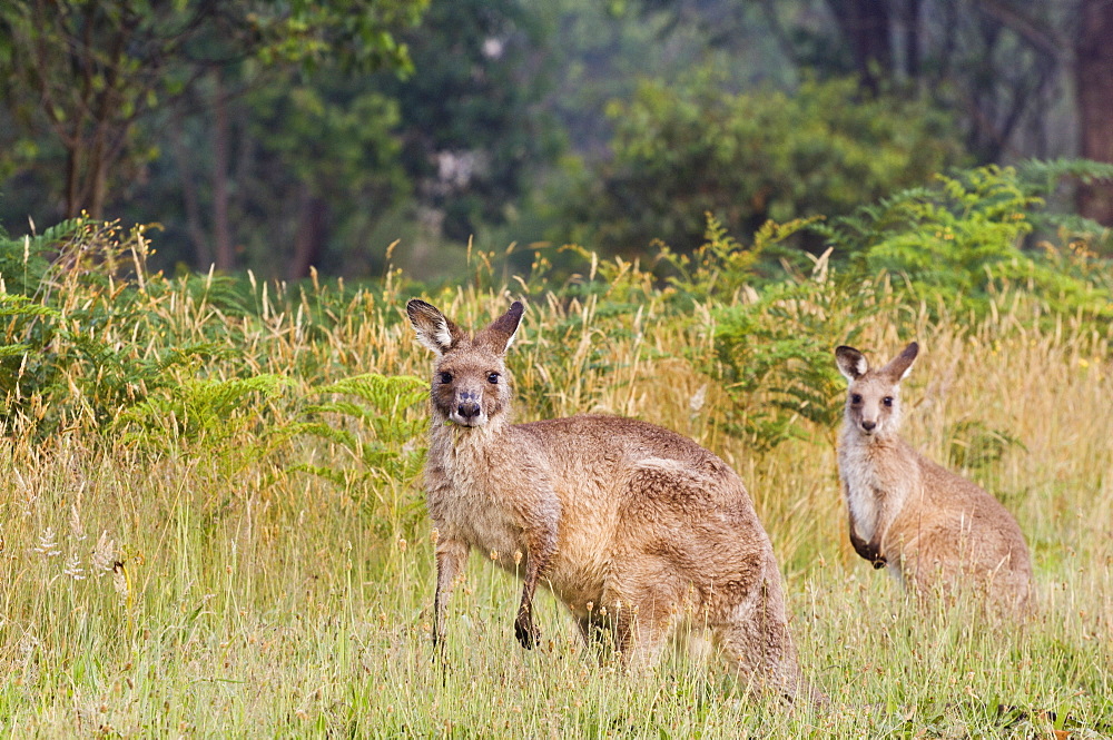 Eastern grey kangaroos, Geehi, Kosciuszko National Park, New South Wales, Australia, Pacific